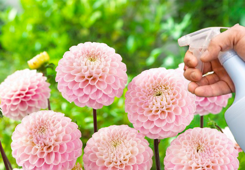 care for ball dahlias