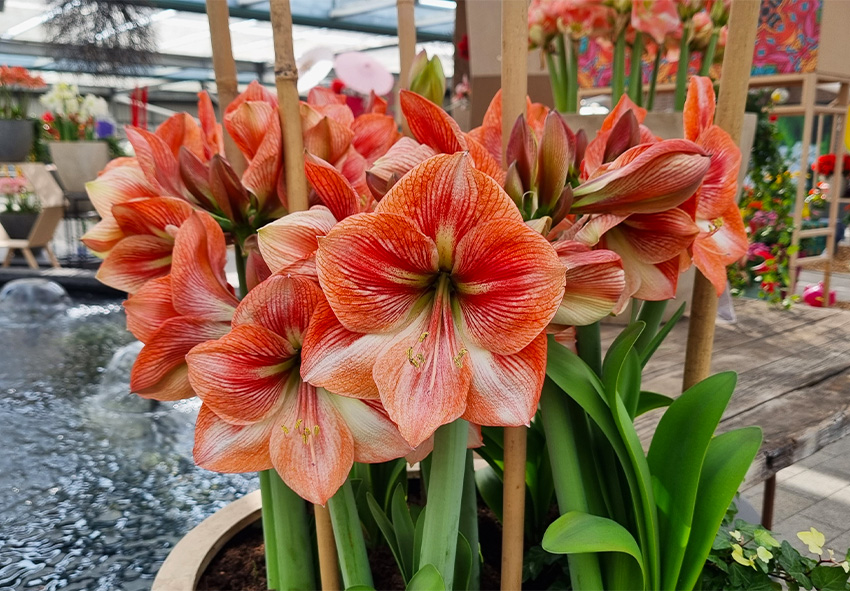 Amaryllis im Containers