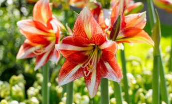 Amaryllis in Garden Design: How to Style Stunning Displays