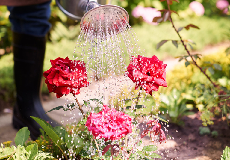 Over Watering Roses Year-Round Care for Roses: Seasonal Tips for Healthy Growth and Blooms