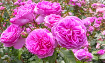 Roses in Garden Design: Inspiring Ideas and Tips for a Stunning Rose Garden