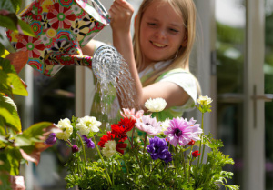 Anemones: Care Guide for Flower Indoor and Garden