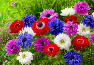 Anemones: Care Guide for Flower Indoor and Garden