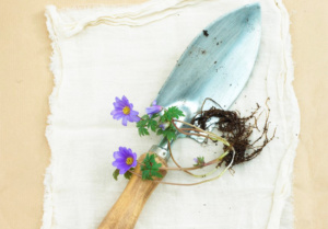Anemones: Care Guide for Flower Indoor and Garden