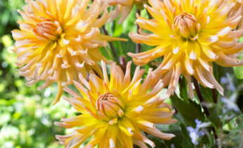 Як пересаджувати жоржини: покрокова інструкція для здорового росту