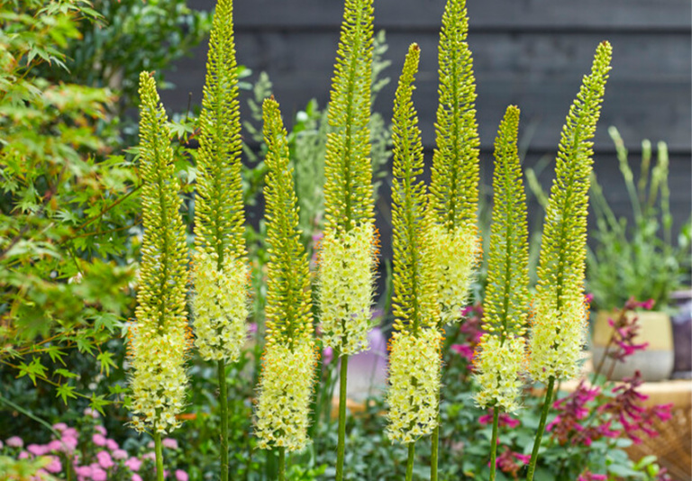 Eremurus: Care Guide for Flower Indoor and Garden