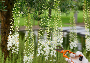 Eremurus: Care Guide for Flower Indoor and Garden