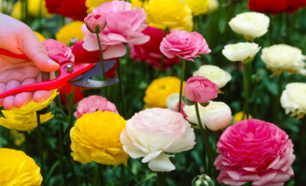 Ranunculus asiaticus Care: Essential Tips for Post-Planting Success