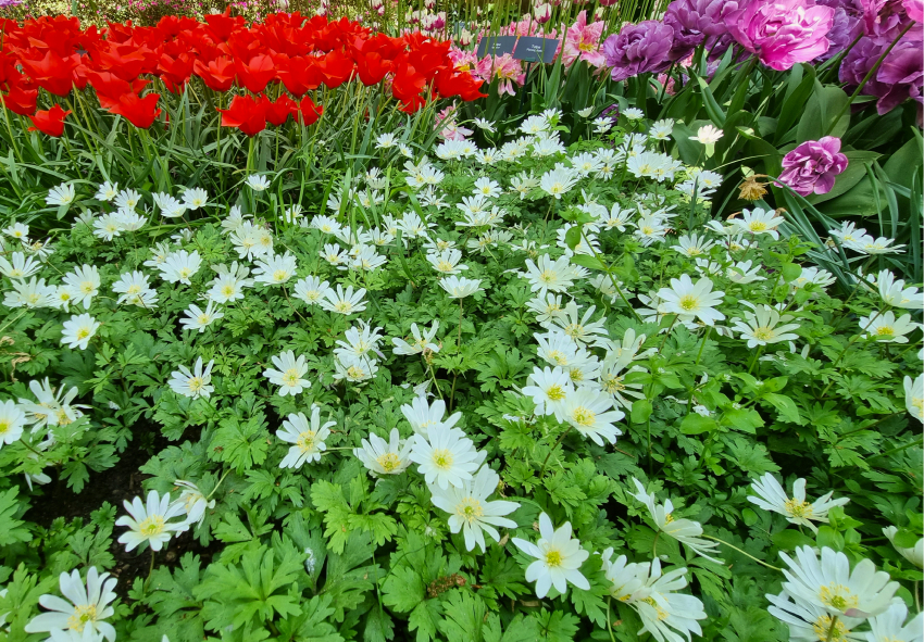 Anemonen in der Gartengestaltung