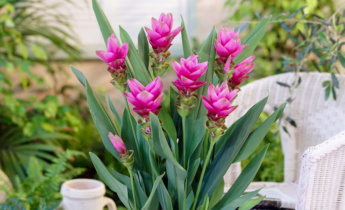 Curcuma plantverzorging: essentiële tips voor het kweken en onderhouden