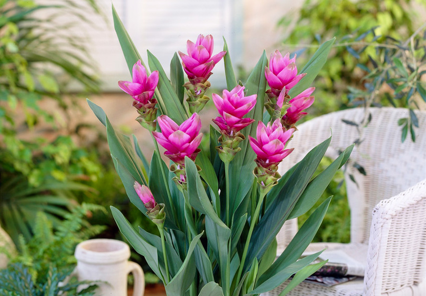 Commandez des bulbes de curcuma en ligne depuis les Pays-Bas