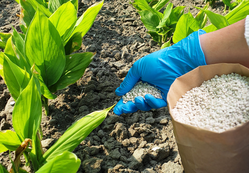 Entretien saisonnier du curcuma