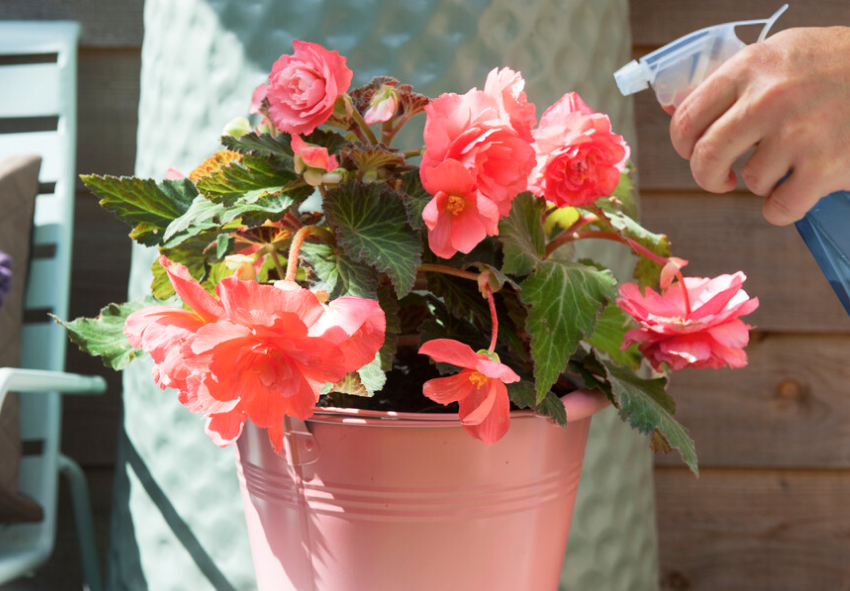 begonias pests and diseases
