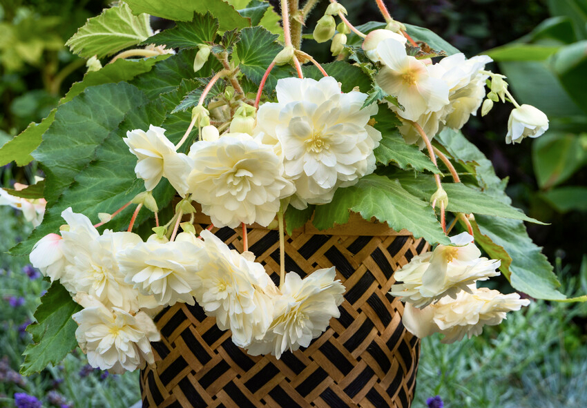 order Holland begonia bulbs online