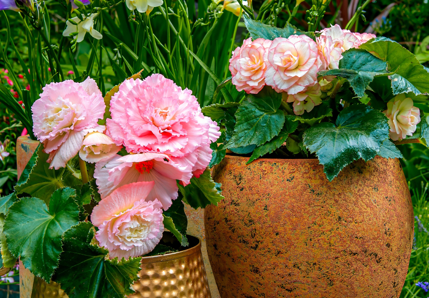 Begonia Care & Growing Guide: How to Grow Begonias Indoors and Outdoors