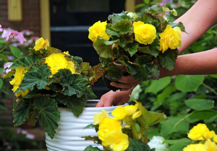 growing begonias indoors