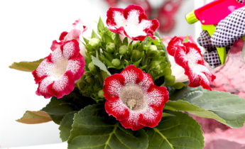 Seasonal Care for Gloxinia: Watering, Dormancy, and Blooming Tips