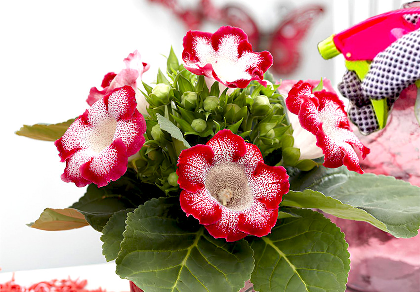 pest and diseases control for gloxinia