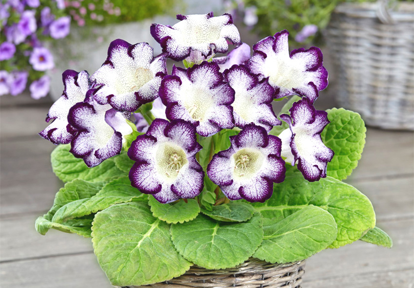 holland gloxinia hagymákat rendeljen online