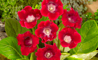 Wie man Gloxinia pflanzt: Gesunde Blüten im Innen- und Außenbereich