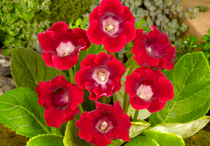 Gloxinia Outdoor Growing