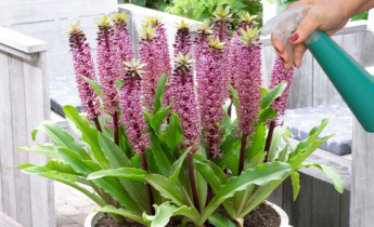Ongedierte- en ziektebestrijding voor Eucomis: uw gids voor plantverzorging