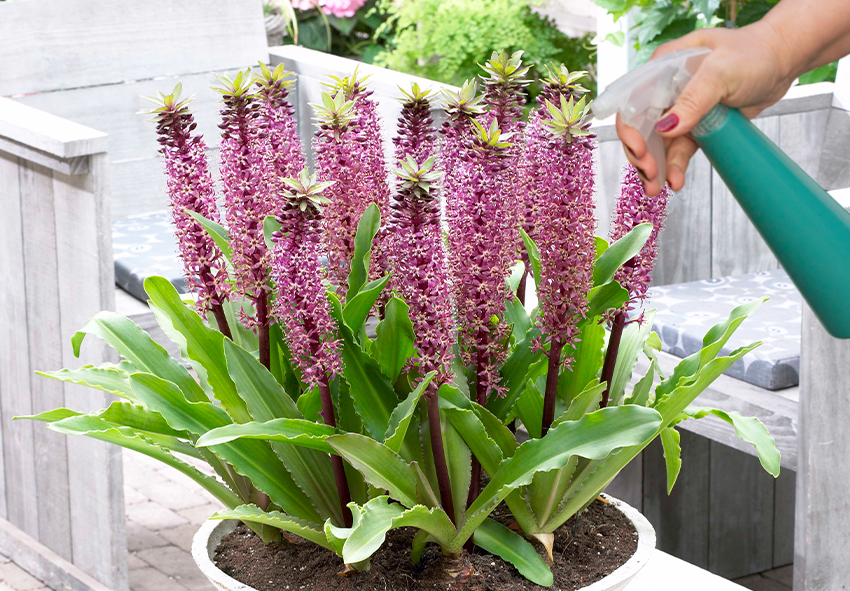 order eucomis bulbs online