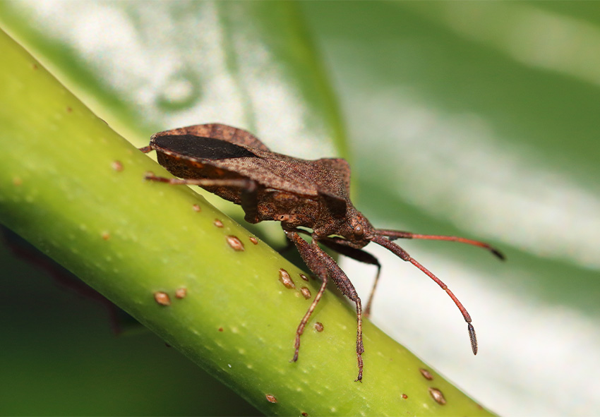 common eucomis pests