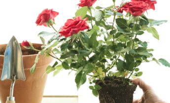 Rozen planten: plantgids voor een gezonde bloei