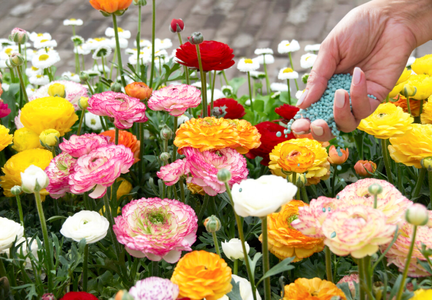 Ranunculus asiaticus befruchten