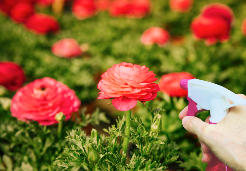 Zwiebeln von Ranunculus asiaticus online bestellen