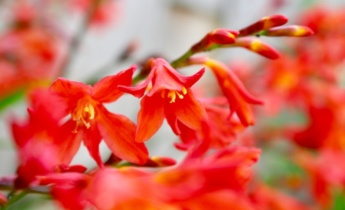 Crocosmia-sipulien istuttaminen: Kasvata elinvoimaisia kesäkukkia