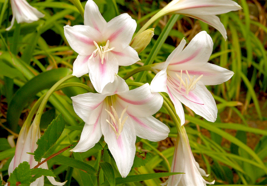 encomendar bolbos de crinum online