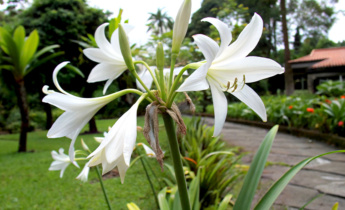 Il giglio Crinum nel design dei giardini: come utilizzare i bulbi da fiore per creare paesaggi mozzafiato