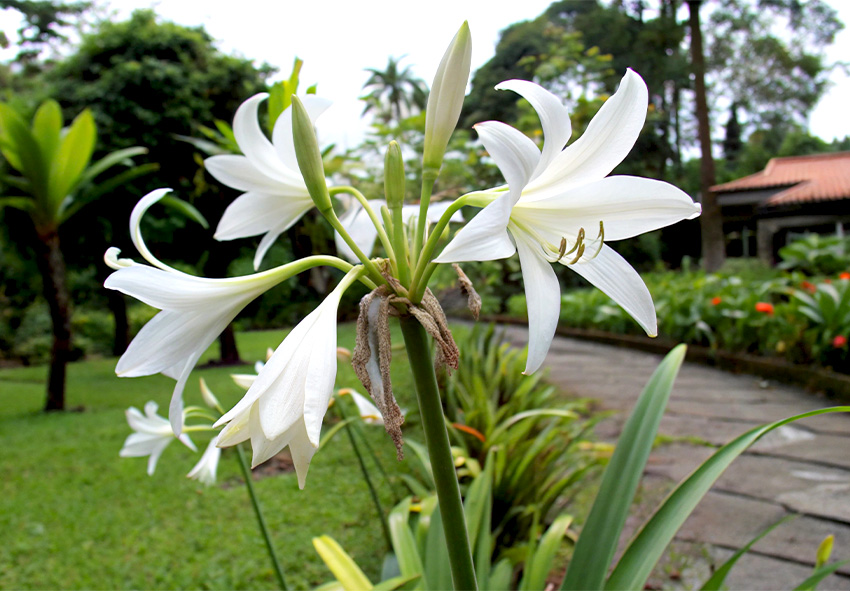 integrar crinum no design do jardim