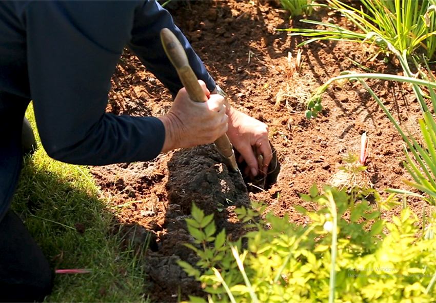 plantarea bulbilor de aster