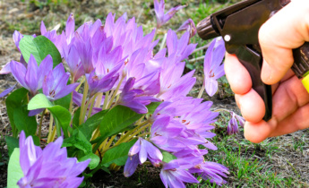 Control de plagas para colchicums: proteja sus flores otoñales