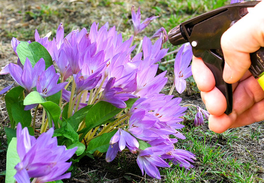 pest control for colchicums