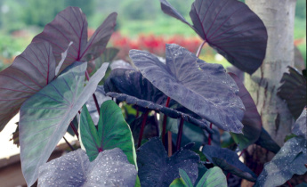 Plantando bulbos de Colocasia: dicas de plantio, cultivo e manutenção