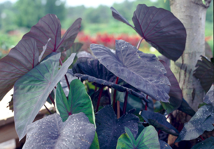 encomendar bolbos de colocasia online
