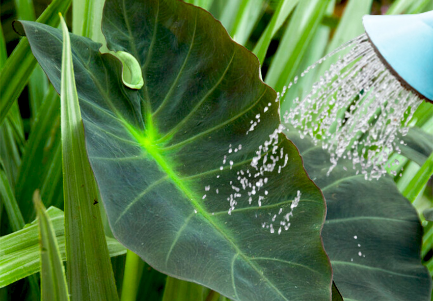 dicas para plantar bulbos de colocasia