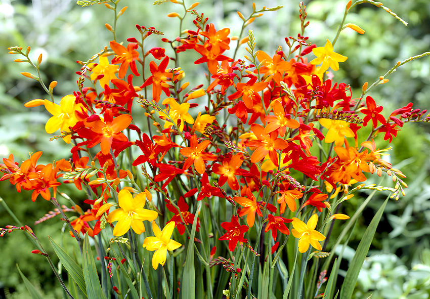 holland crocosmia hagymák online rendelése