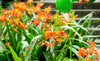 Calendrier d&rsquo;entretien des crocosmias : conseils d&rsquo;entretien et de soins au fil des saisons