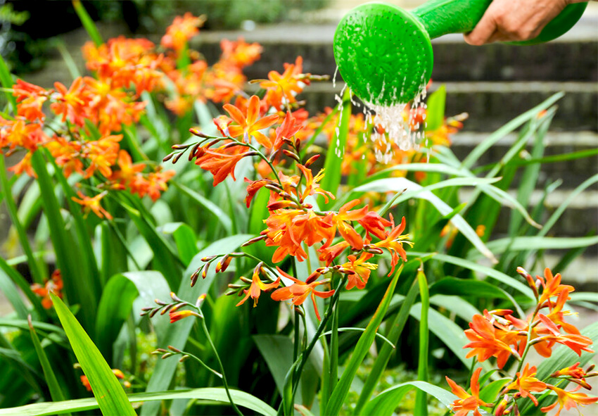 care for crocosmia bulbs