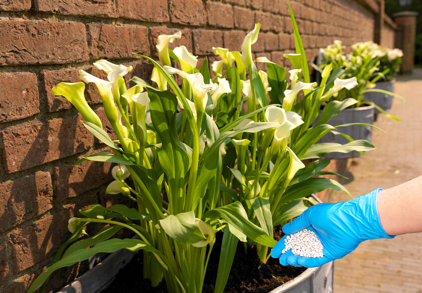 Düngen von Calla-Lilien