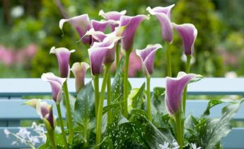 Saisonale Pflege für Calla-Lilien: Ein ganzjähriger Leitfaden für eine gesunde Blüte