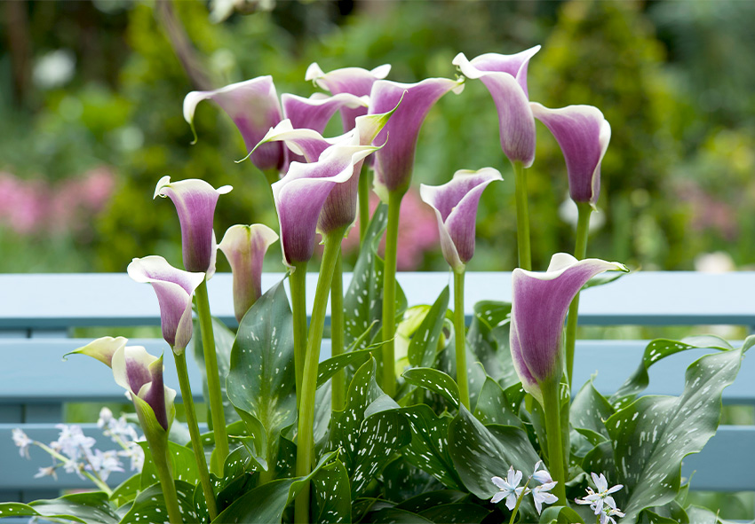 Holland-Calla-Zwiebeln online bestellen