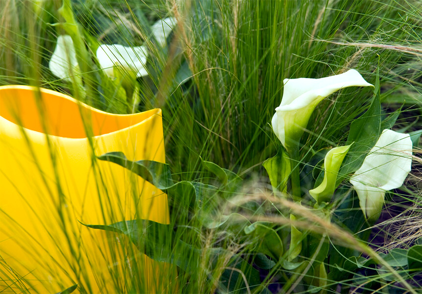 Frühjahrspflege für Calla-Lilien
