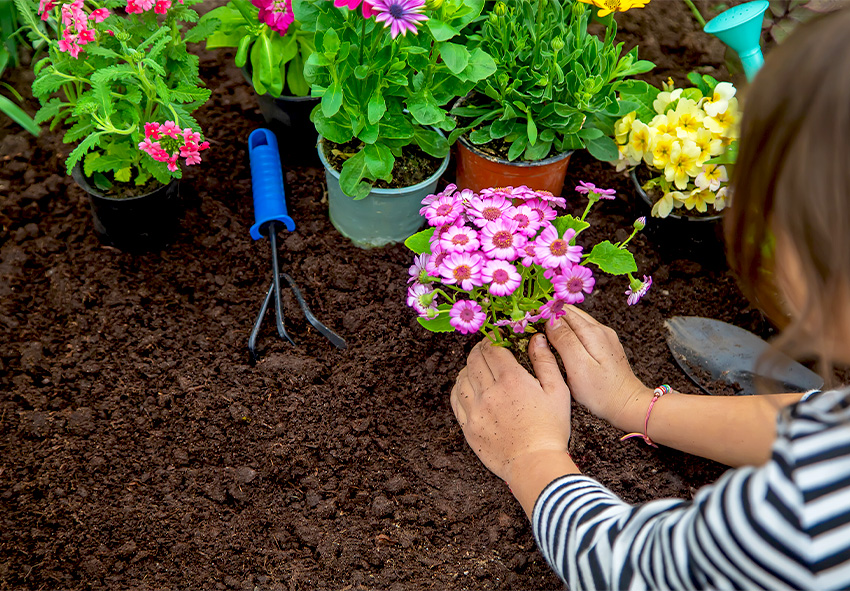 Sommerblüher für den Garten