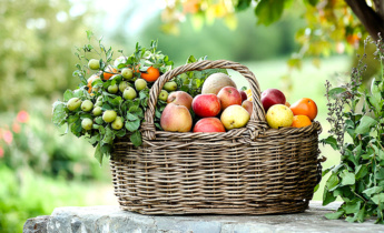 Cosecha de verano: cuándo y cómo cosechar verduras, hierbas y más